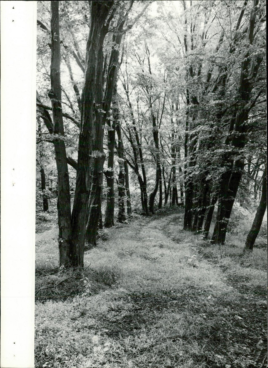 Ewidencja parkowa, skan nr 17