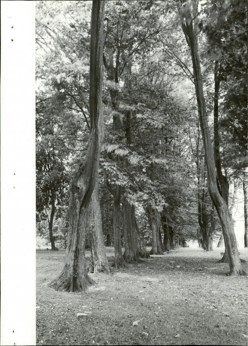 EP - Ewidencja parkowa, skan nr 20