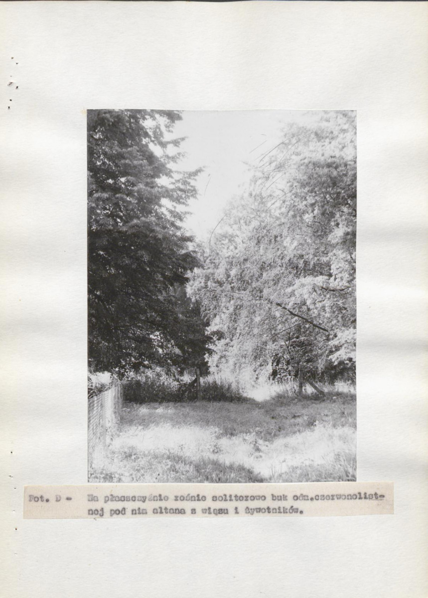 Ewidencja parkowa, skan nr 15
