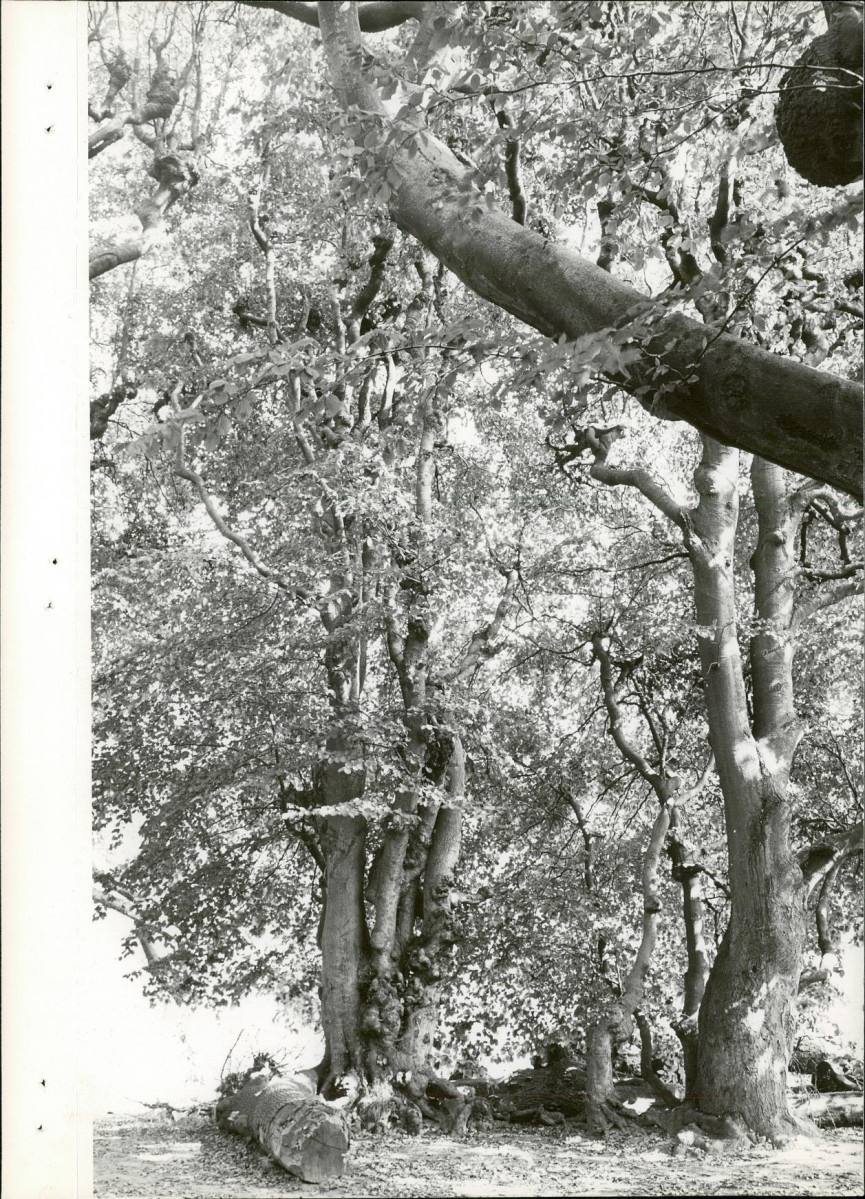 Ewidencja parkowa, skan nr 25