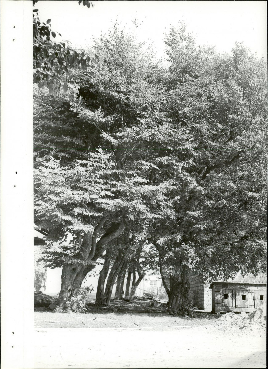 Ewidencja parkowa, skan nr 27