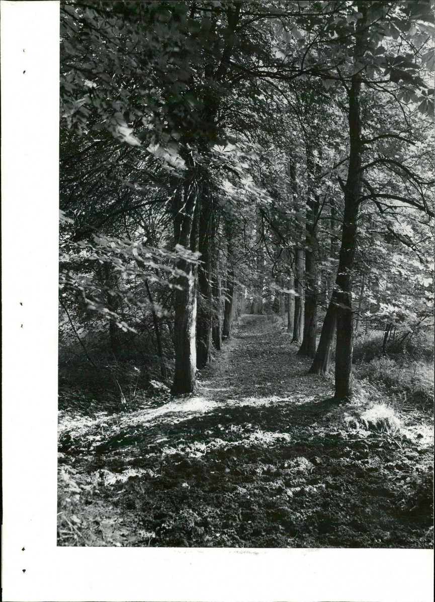 Ewidencja parkowa, skan nr 15