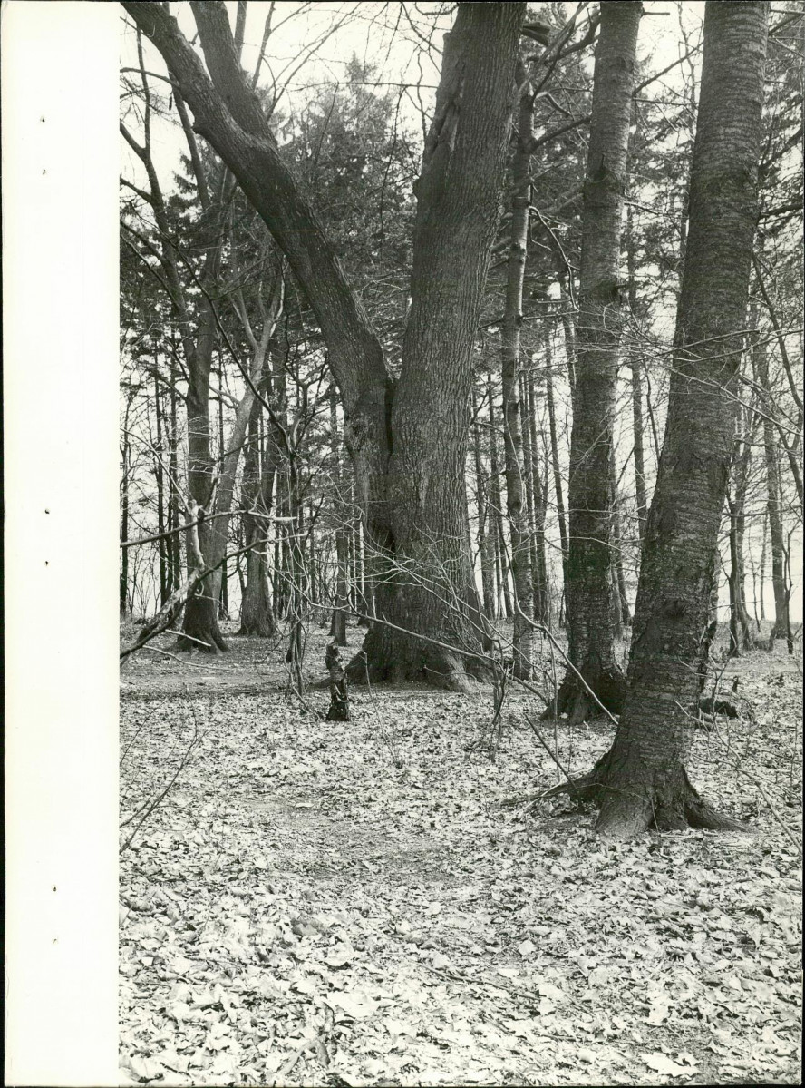 Ewidencja parkowa, skan nr 22