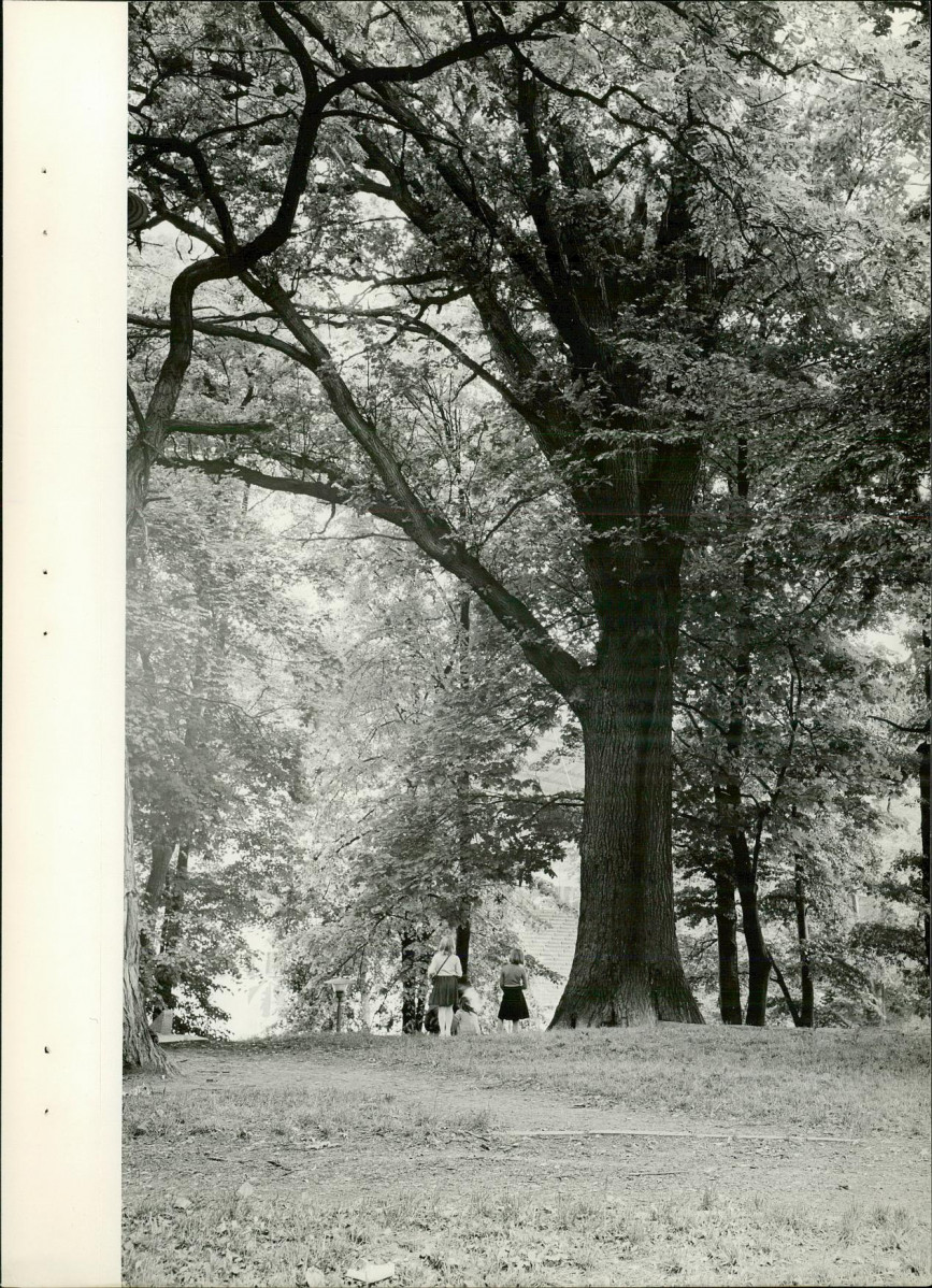 Ewidencja parkowa, skan nr 30
