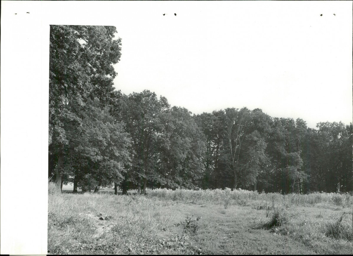 Ewidencja parkowa, skan nr 21