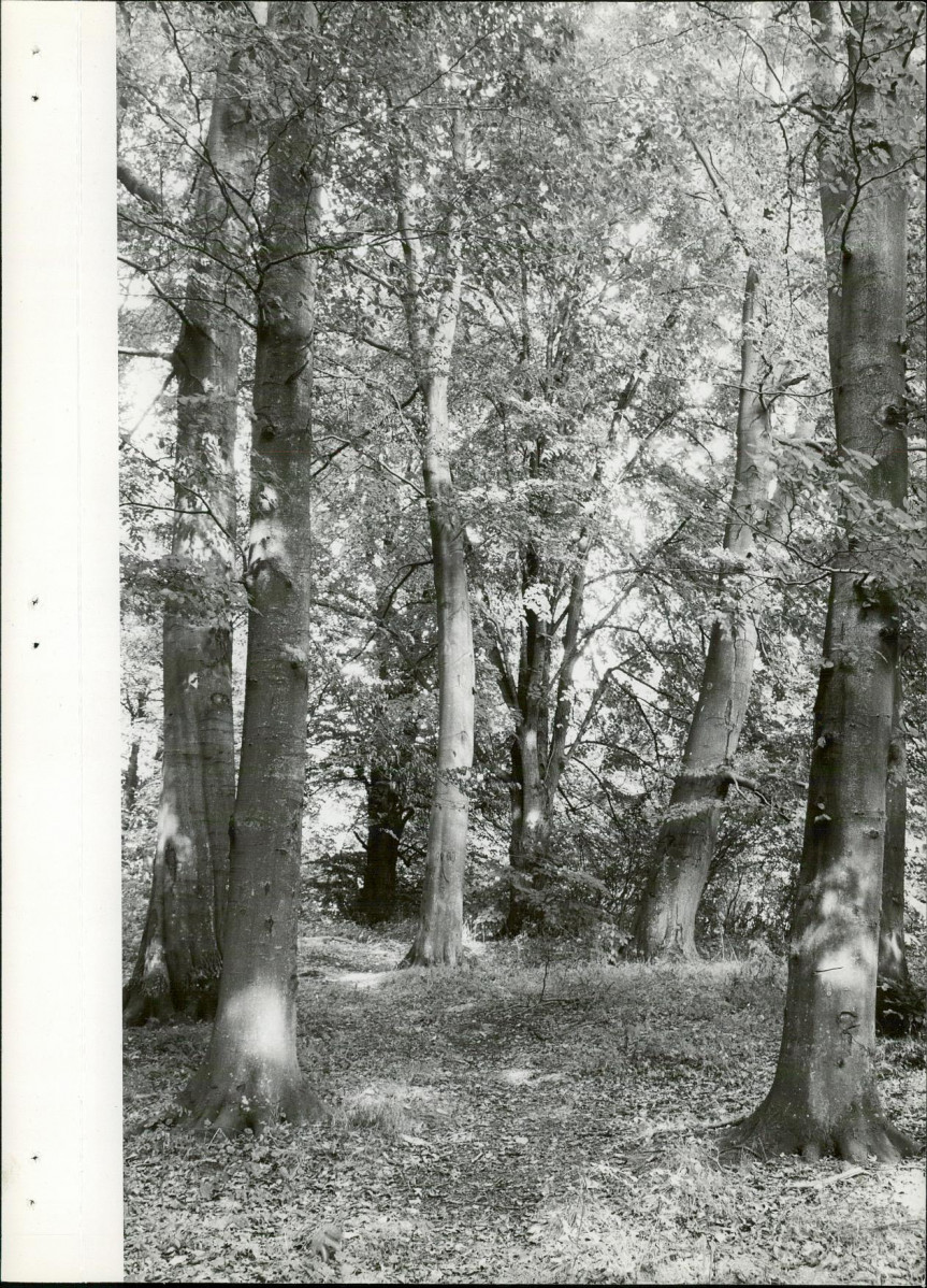 Ewidencja parkowa, skan nr 19