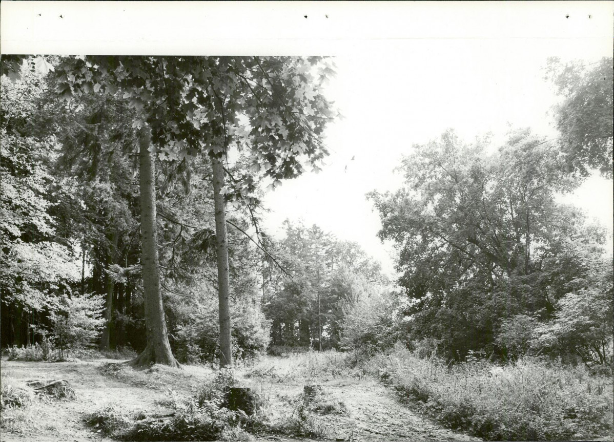 Ewidencja parkowa, skan nr 21