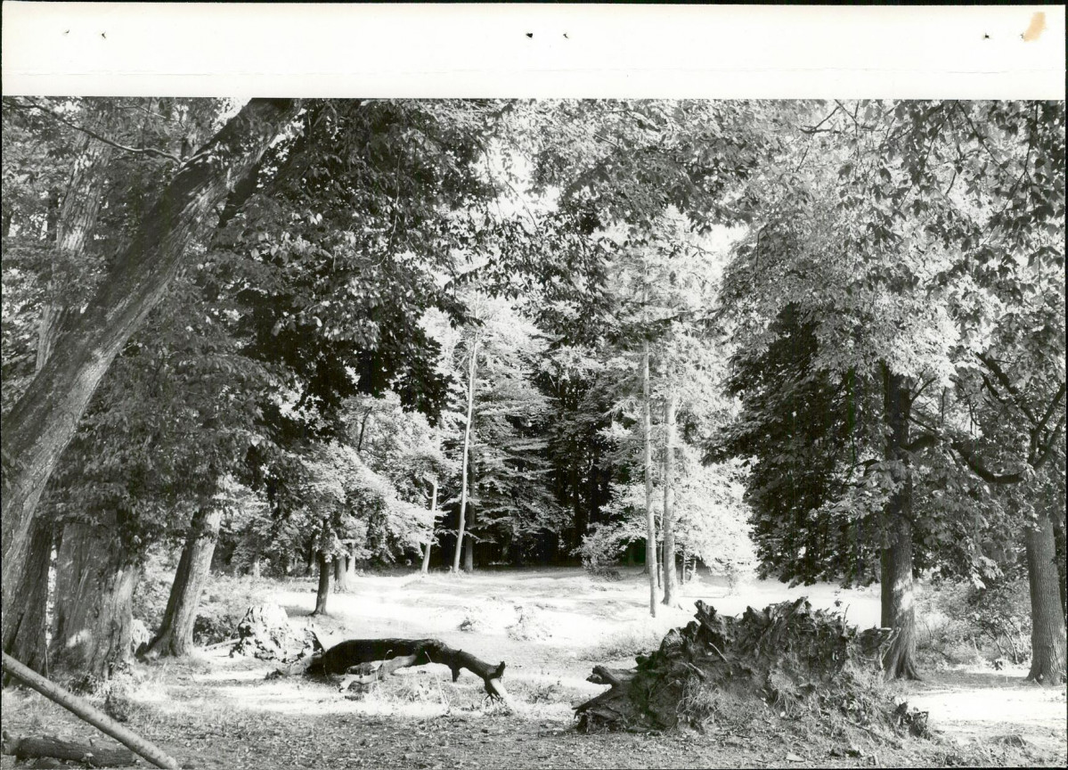 Ewidencja parkowa, skan nr 27
