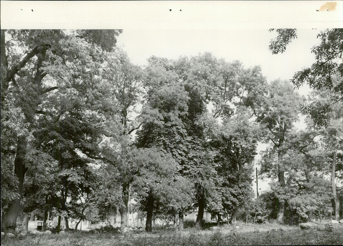 Ewidencja parkowa, skan nr 31
