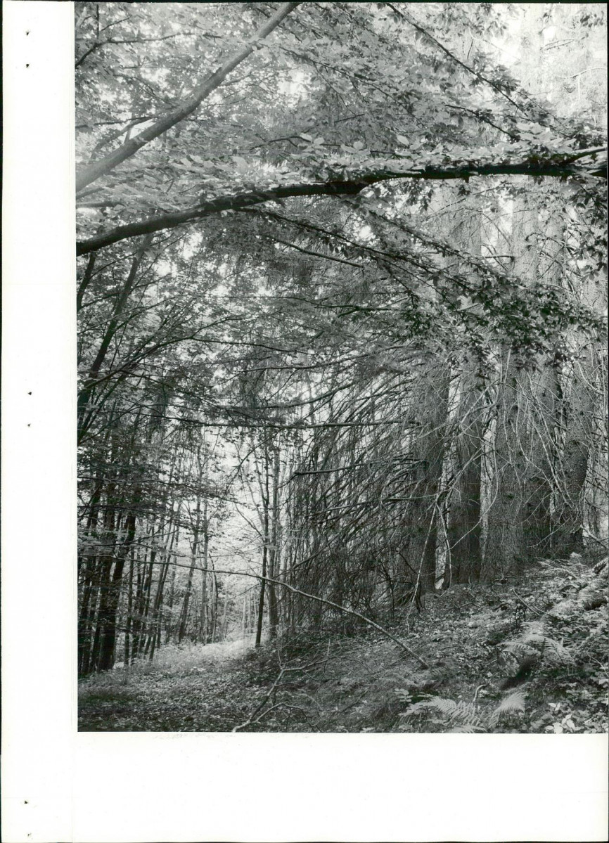 Ewidencja parkowa, skan nr 19