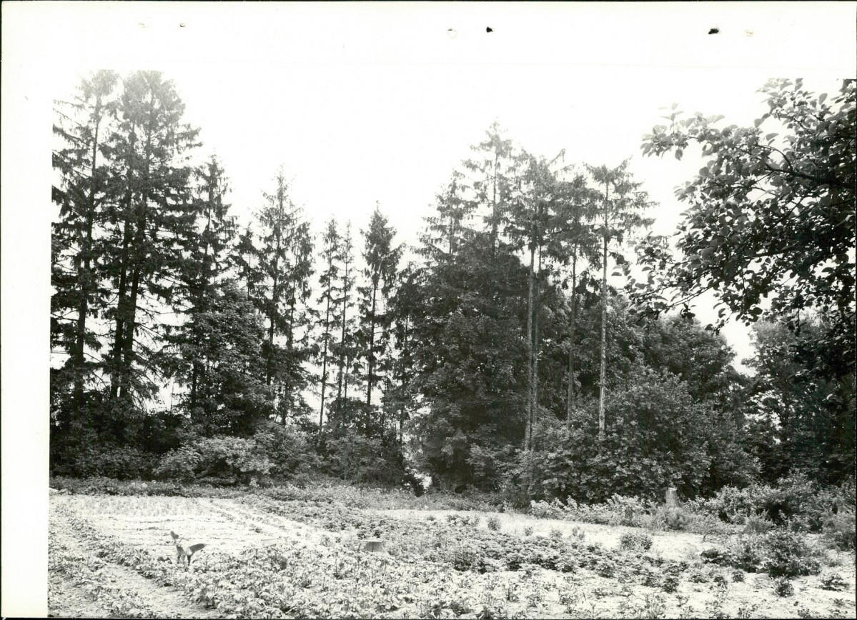 Ewidencja parkowa, skan nr 17