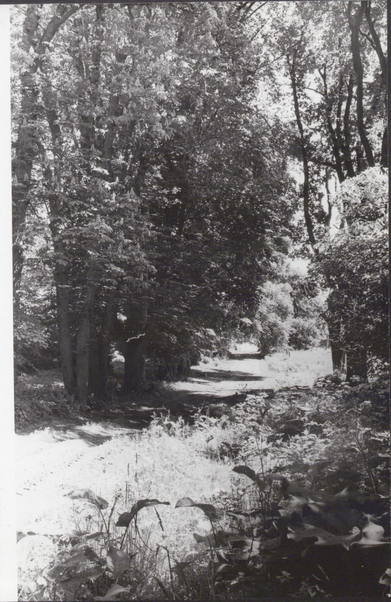 Ewidencja parkowa, skan nr 31