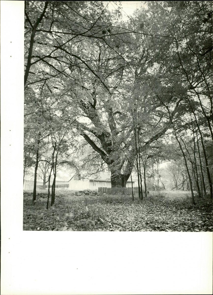 Ewidencja parkowa, skan nr 23
