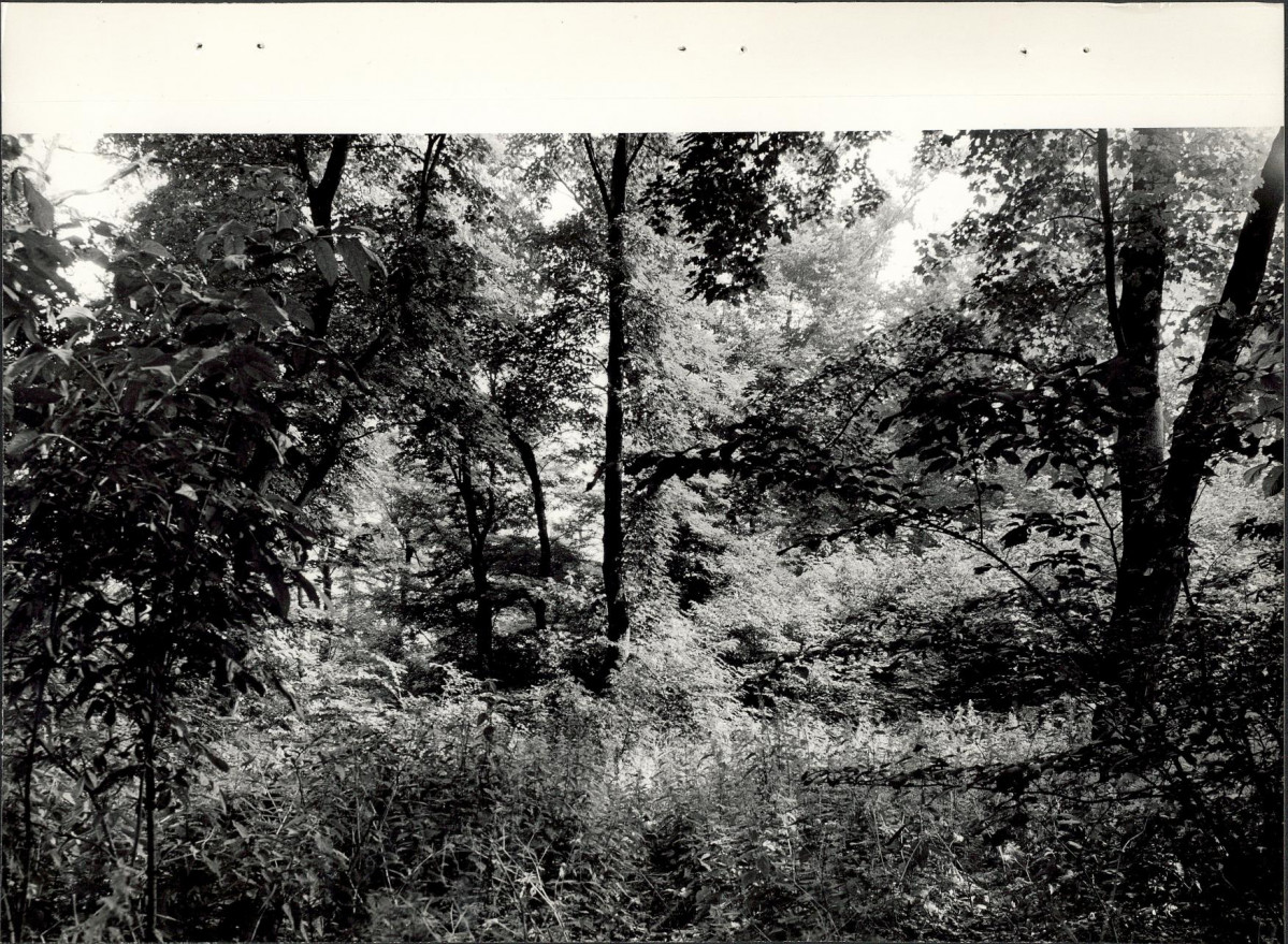 EP - Ewidencja parkowa, skan nr 27