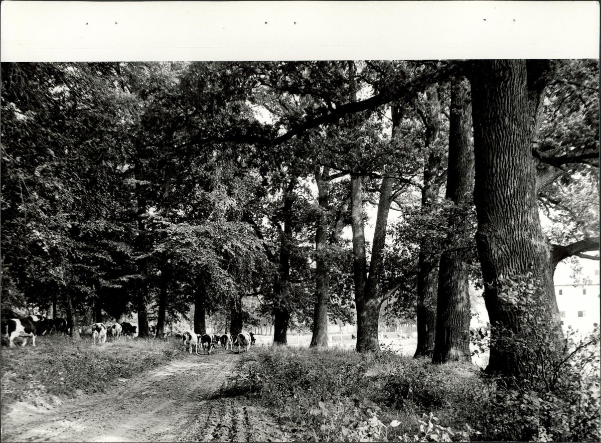 EP - Ewidencja parkowa, skan nr 36