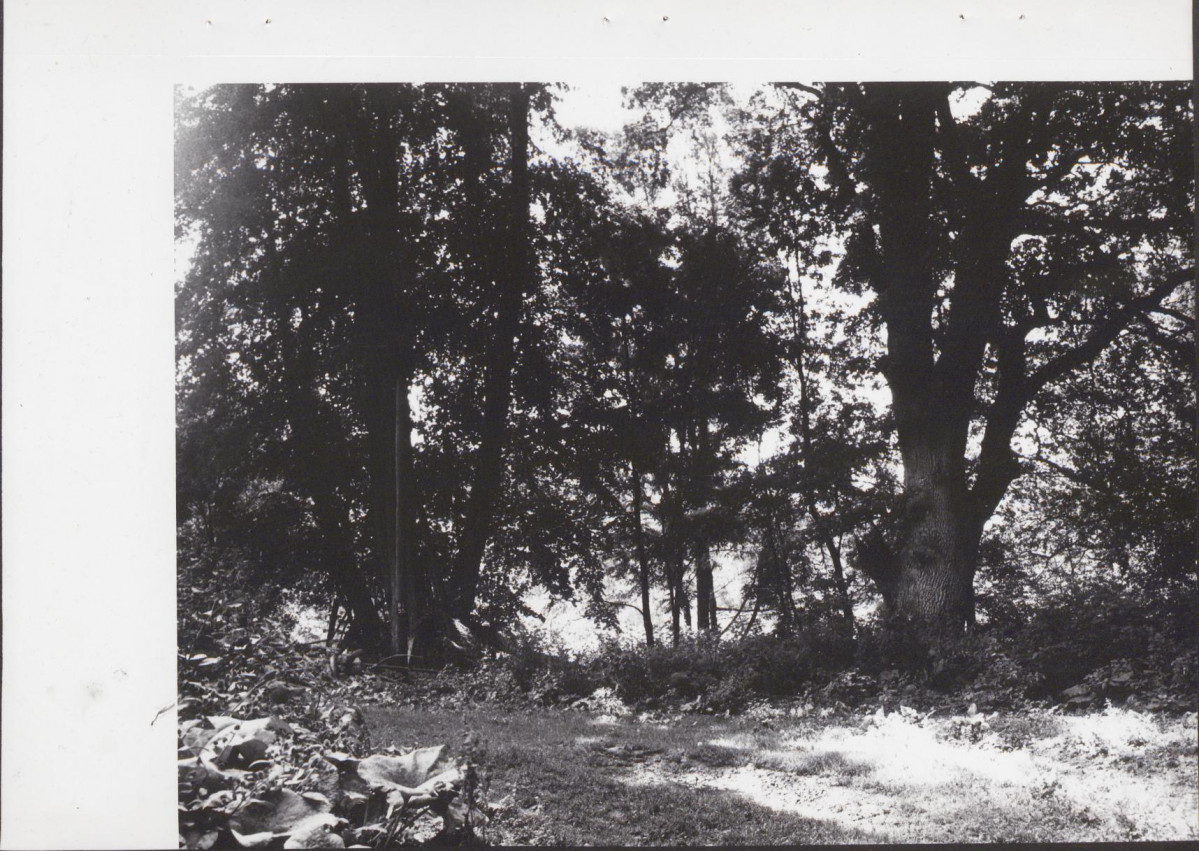 Ewidencja parkowa, skan nr 20