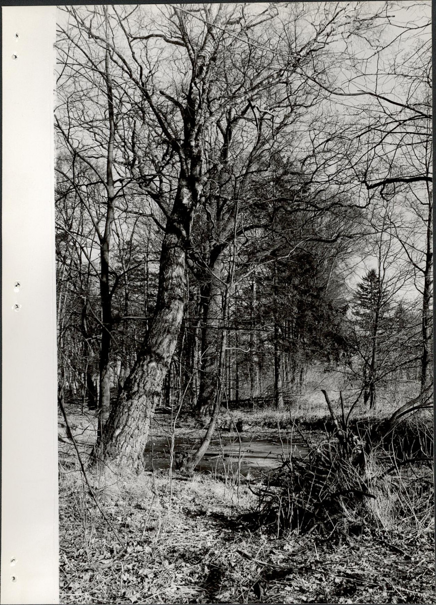 Ewidencja parkowa, skan nr 18