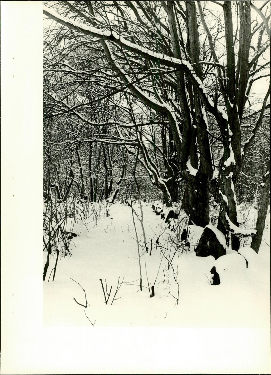 Ewidencja parkowa, skan nr 22