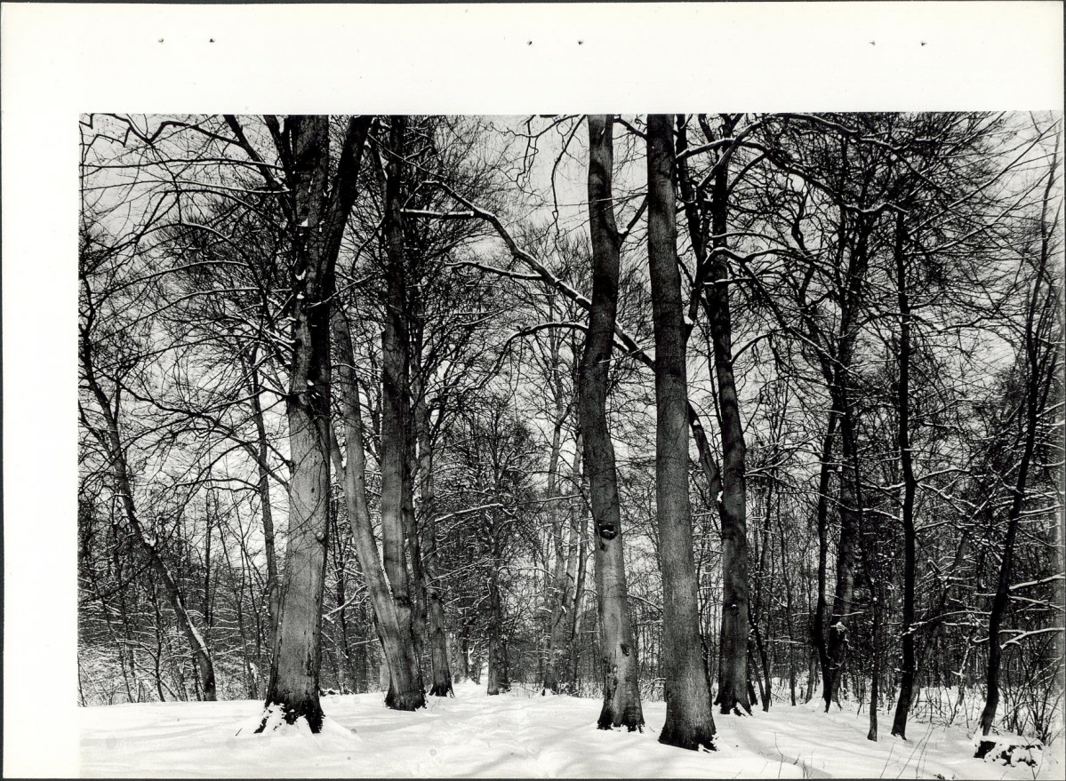 Ewidencja parkowa, skan nr 26