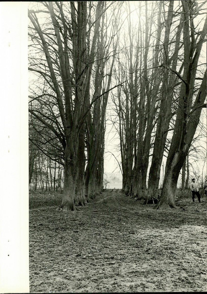 Ewidencja parkowa, skan nr 22