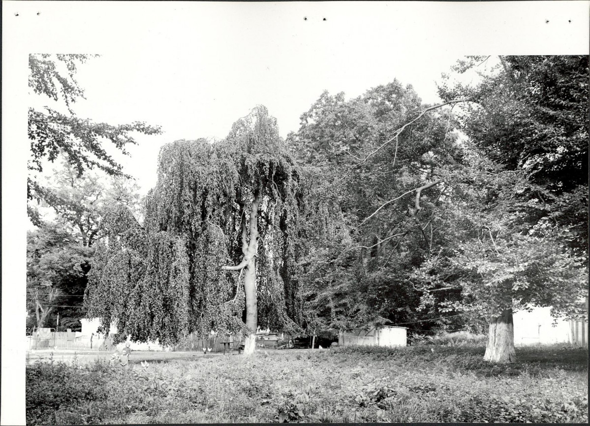 Ewidencja parkowa, skan nr 20