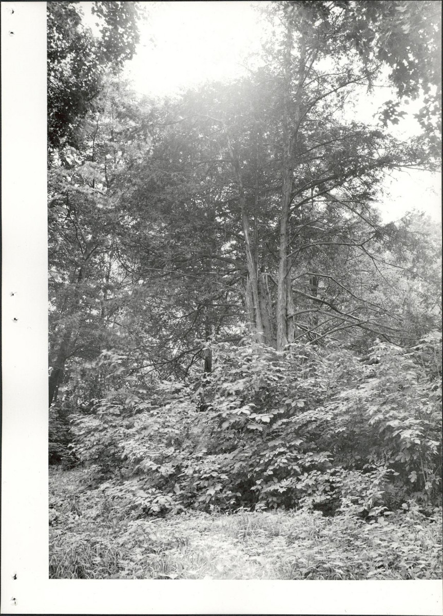 Ewidencja parkowa, skan nr 26