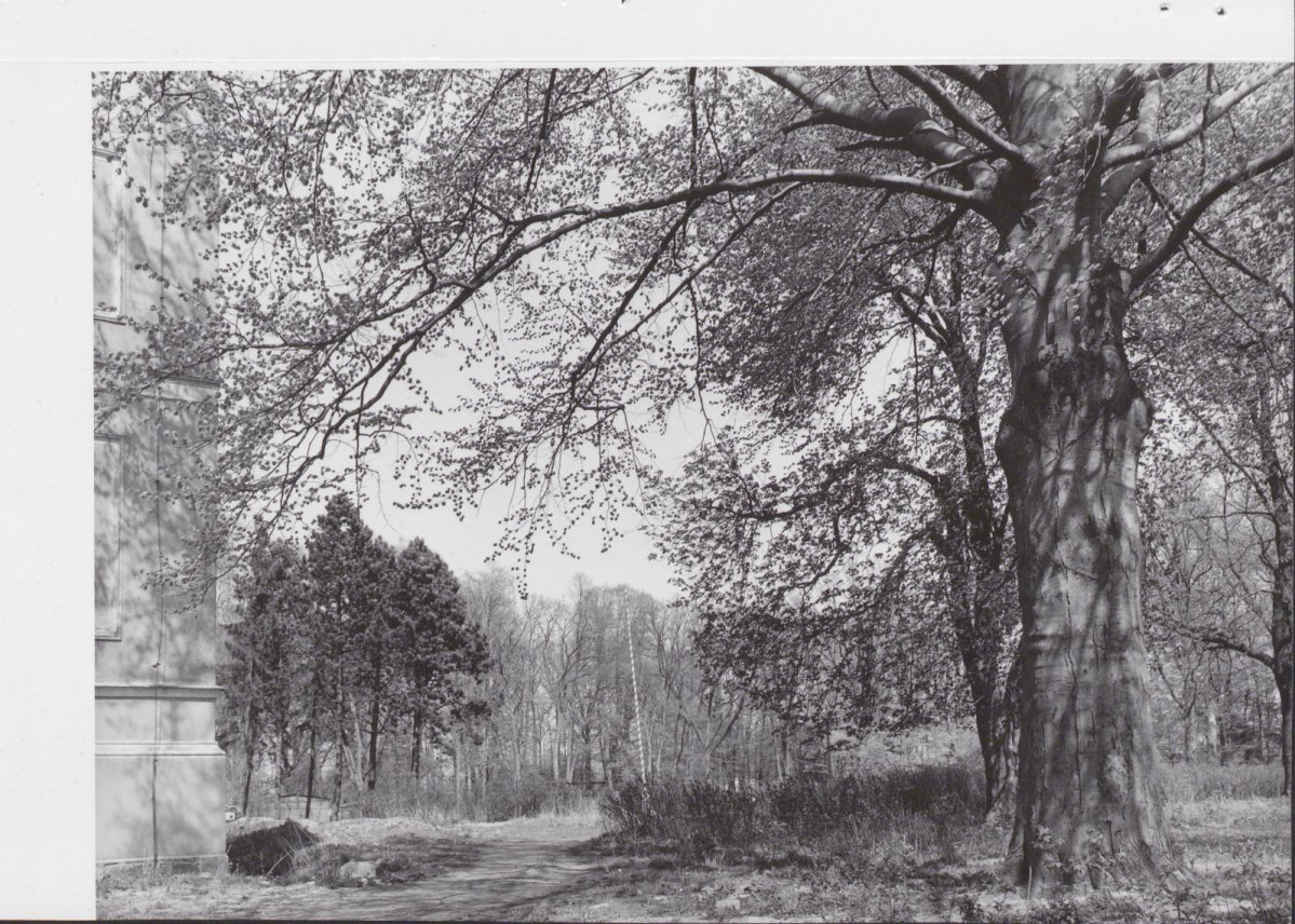 Ewidencja parkowa, skan nr 17