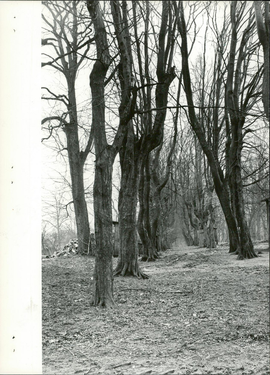 Ewidencja parkowa, skan nr 25