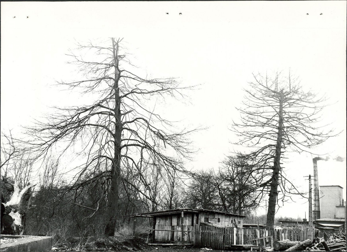 Ewidencja parkowa, skan nr 21