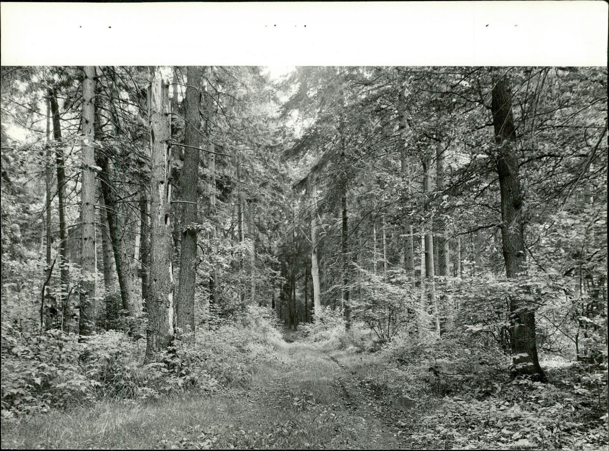 EP - Ewidencja parkowa, skan nr 34