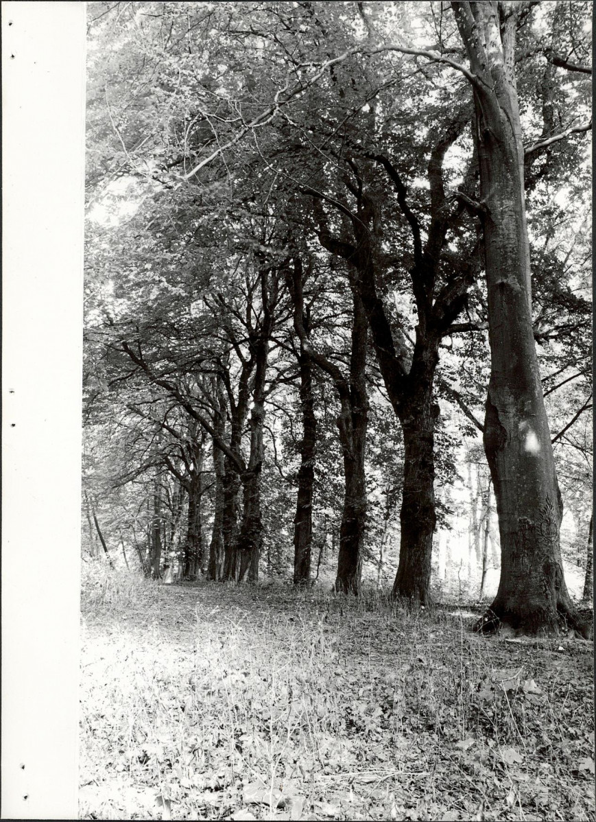 Ewidencja parkowa, skan nr 19