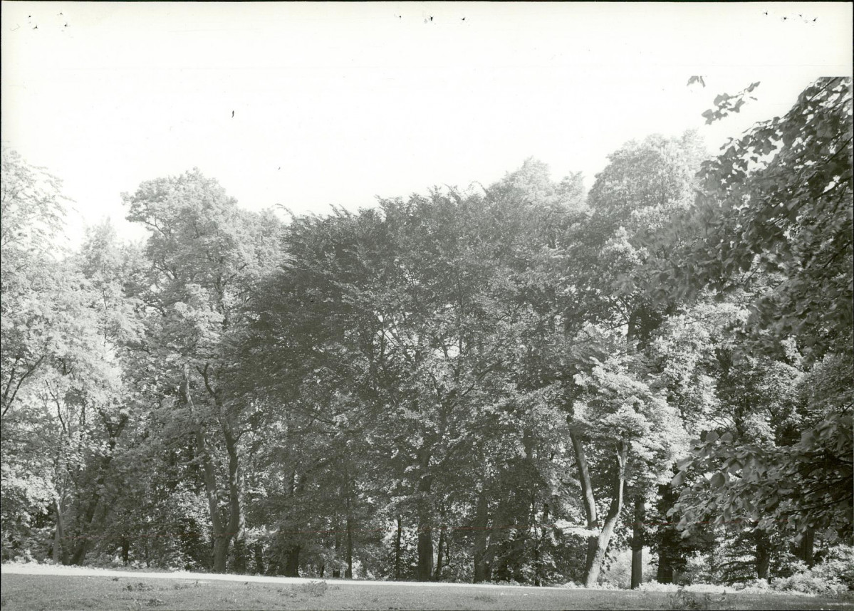 Ewidencja parkowa, skan nr 29
