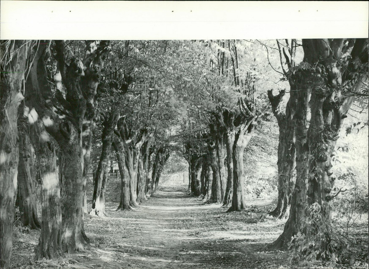 Ewidencja parkowa, skan nr 23