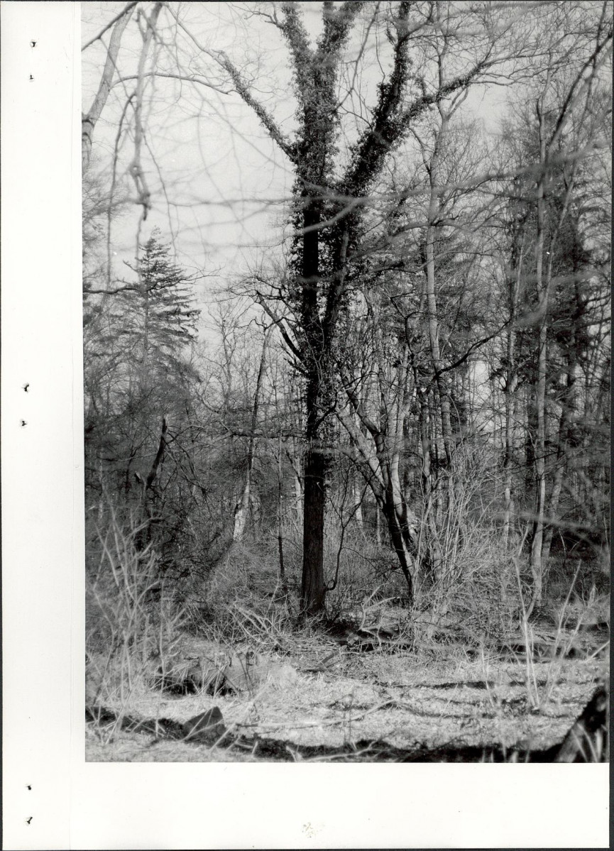 Ewidencja parkowa, skan nr 25