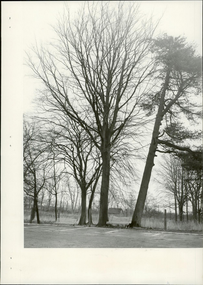 Ewidencja parkowa, skan nr 19