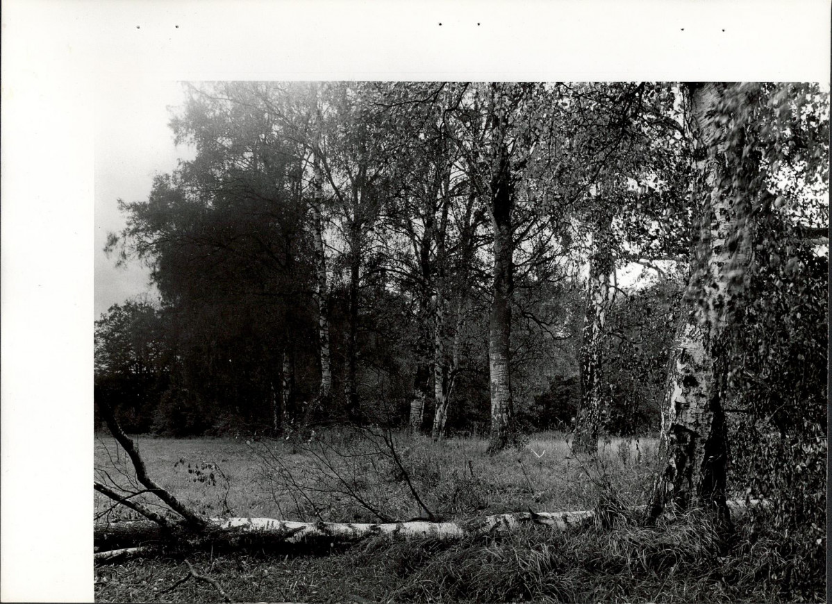 Ewidencja parkowa, skan nr 32