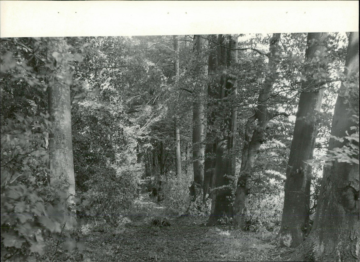 Ewidencja parkowa, skan nr 23