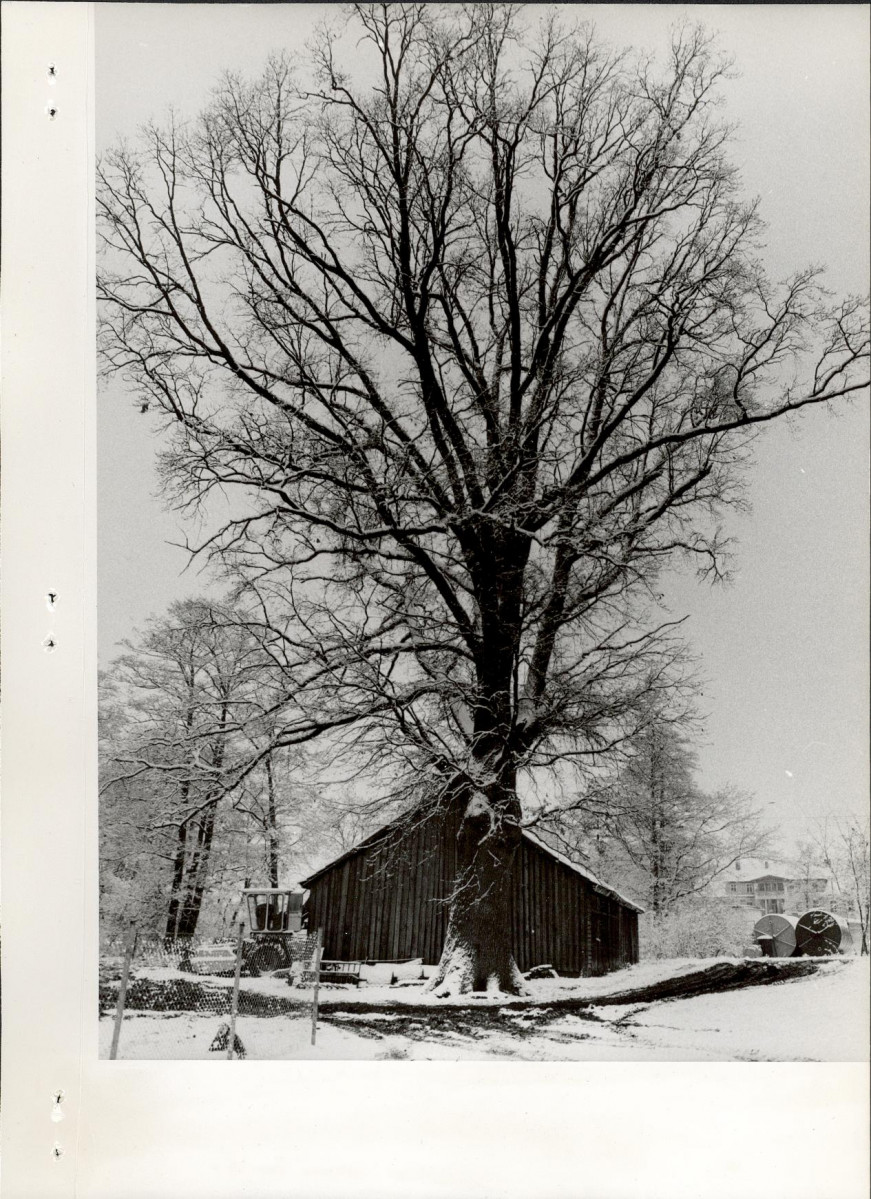 Ewidencja parkowa, skan nr 24
