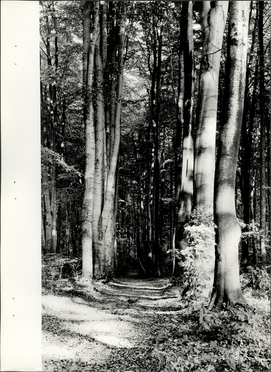 Ewidencja parkowa, skan nr 34