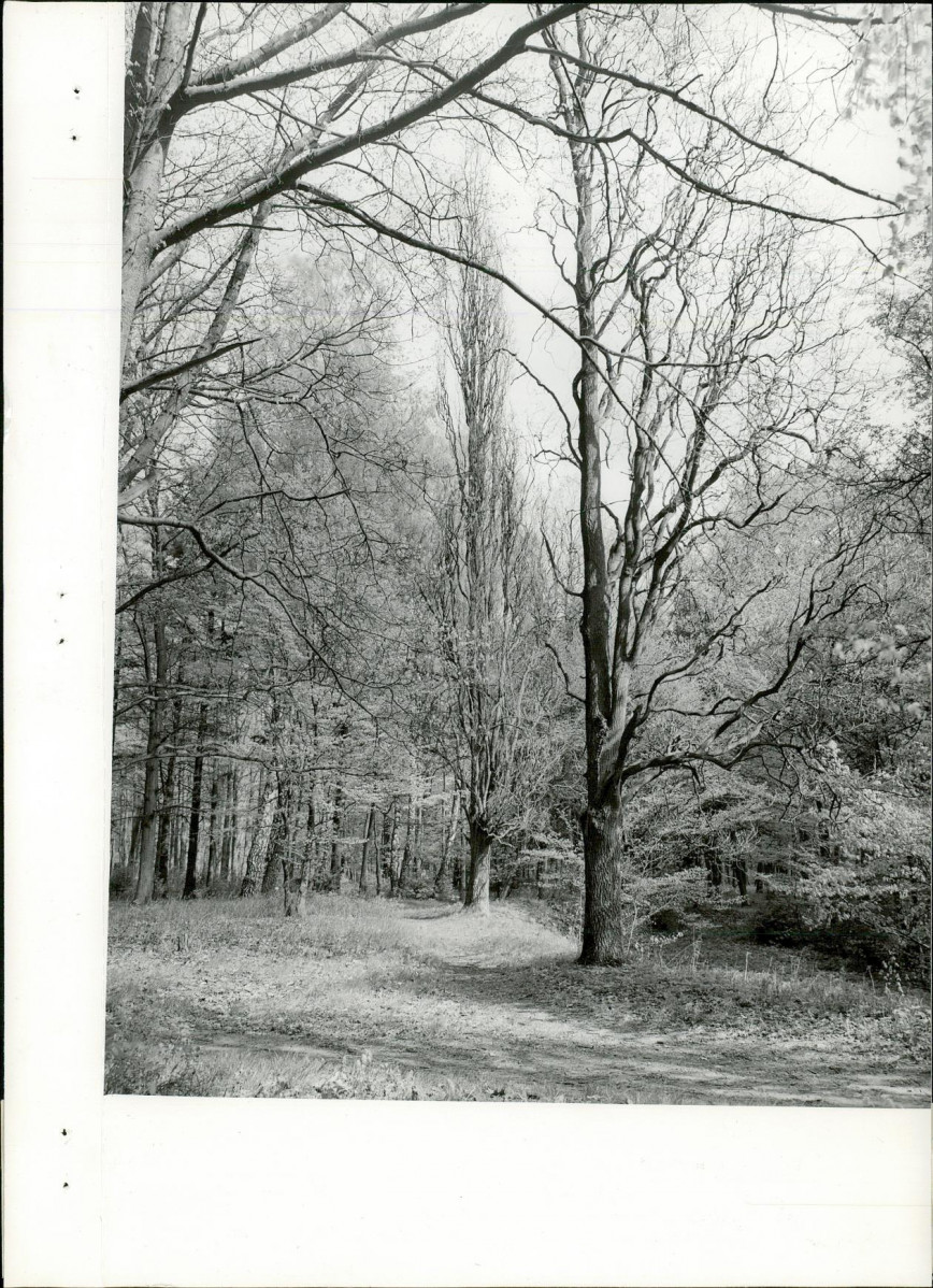 Ewidencja parkowa, skan nr 38