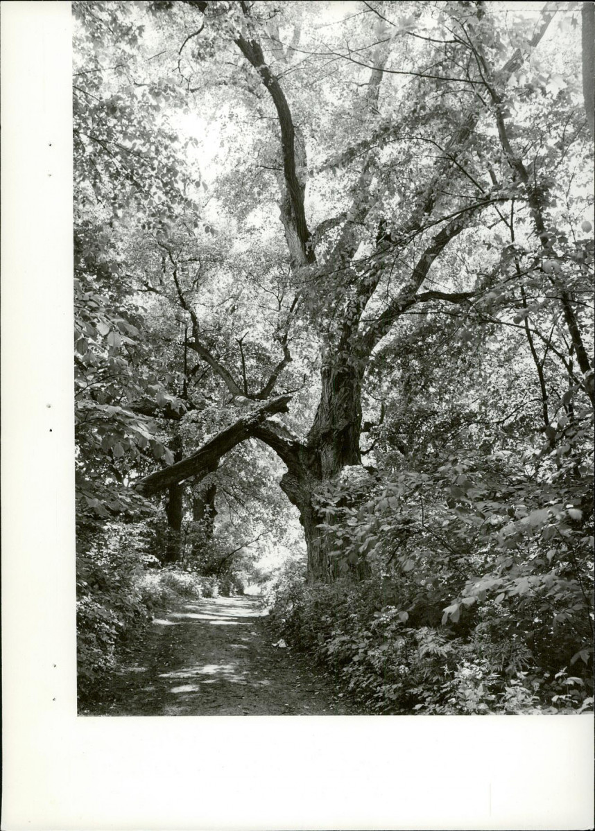 Ewidencja parkowa, skan nr 27