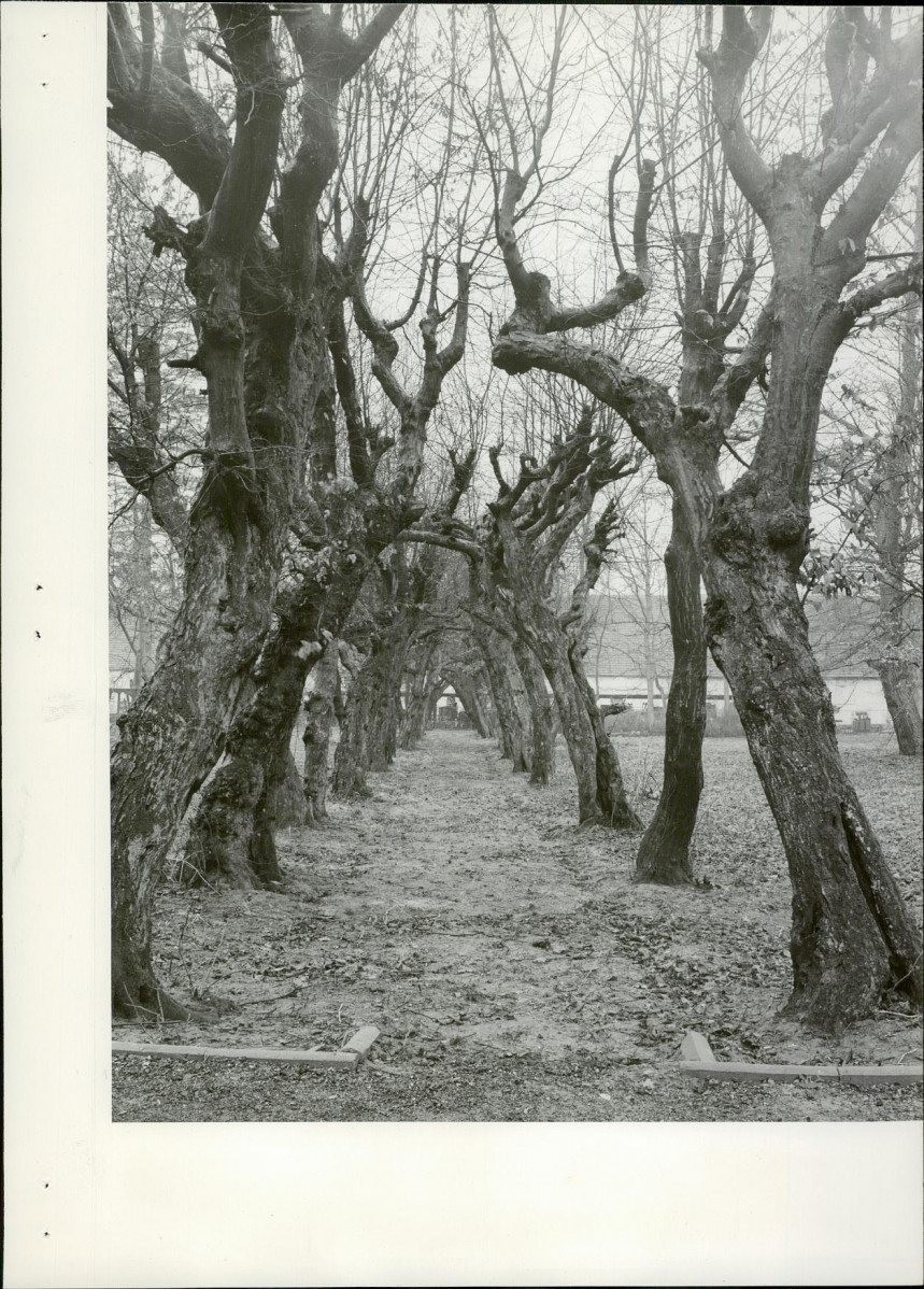 Ewidencja parkowa, skan nr 20