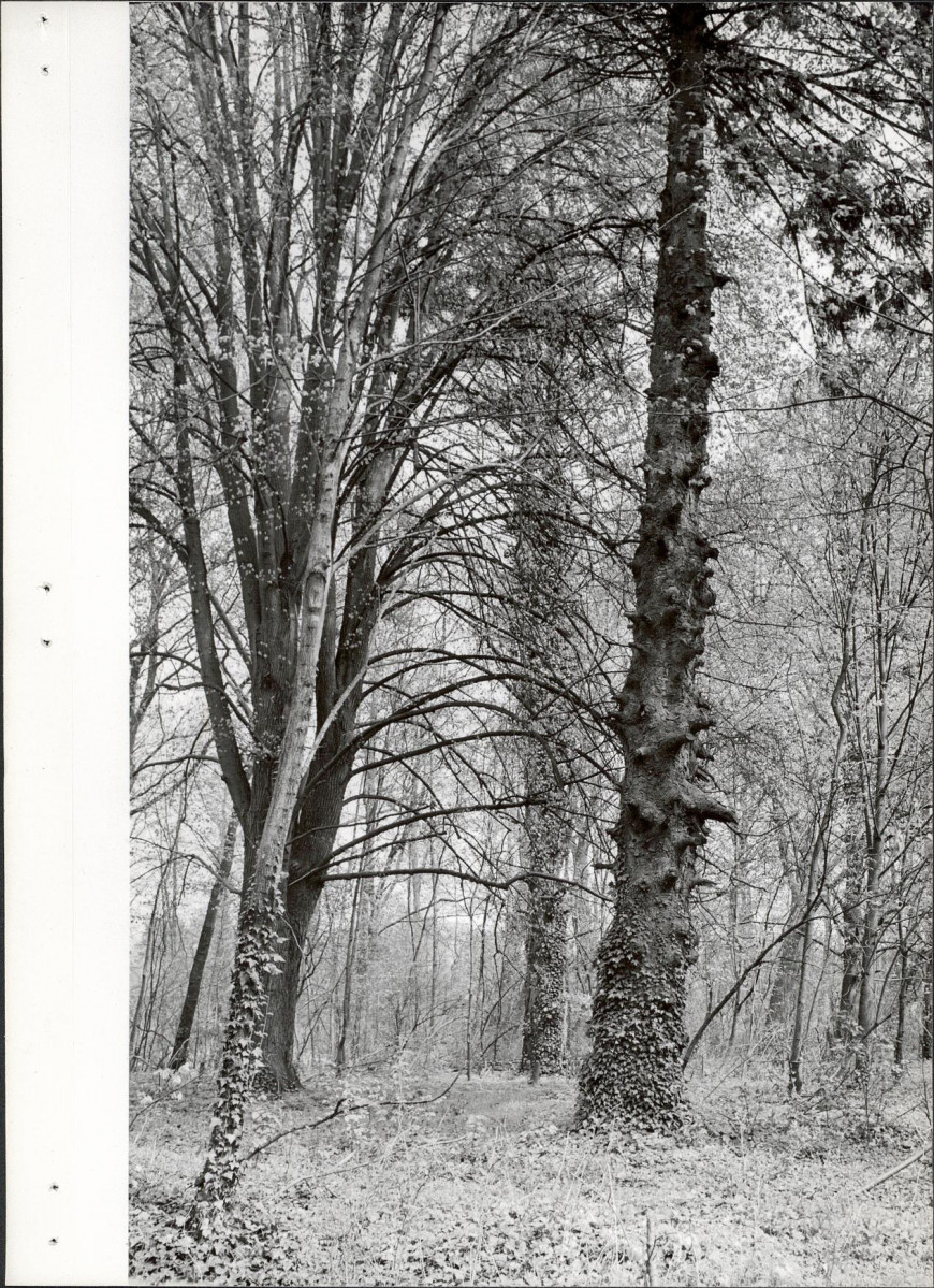 Ewidencja parkowa, skan nr 20