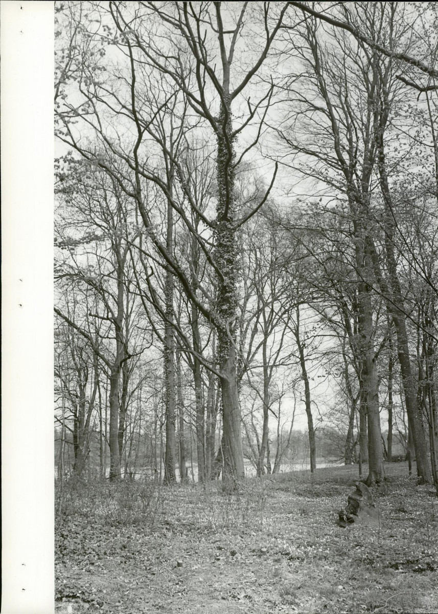 Ewidencja parkowa, skan nr 24
