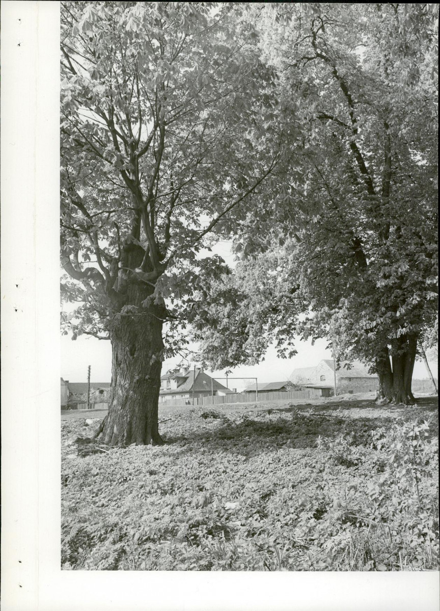 Ewidencja parkowa, skan nr 13