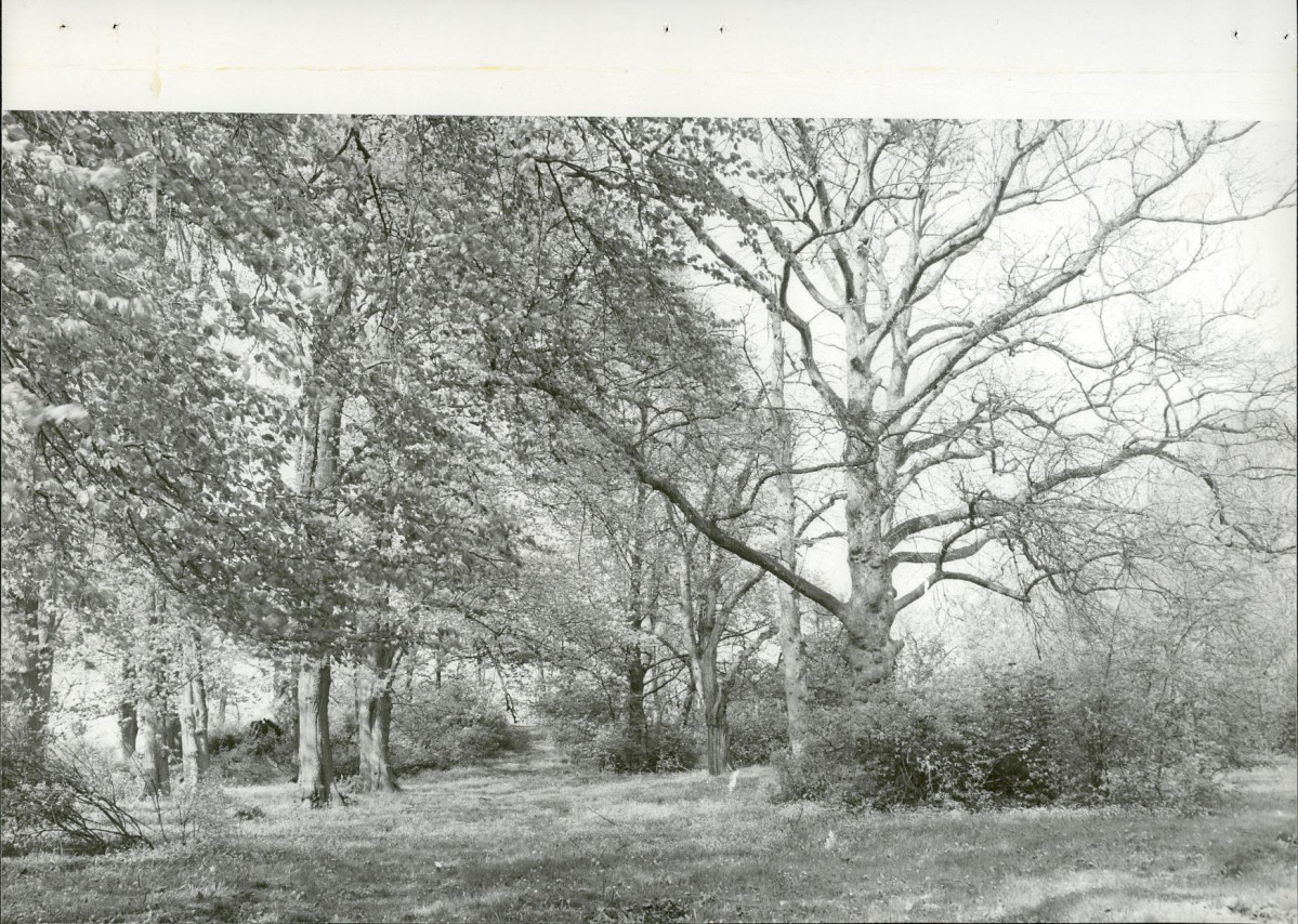 Ewidencja parkowa, skan nr 16
