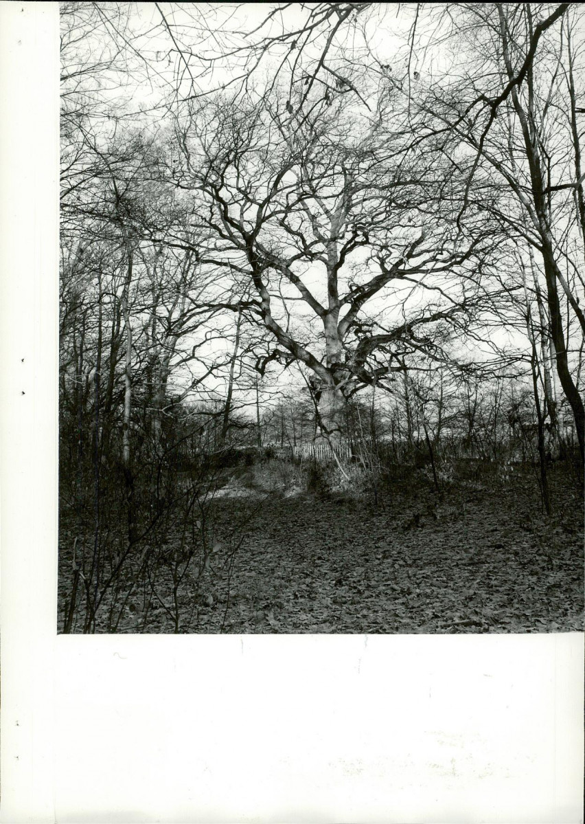 Ewidencja parkowa, skan nr 16
