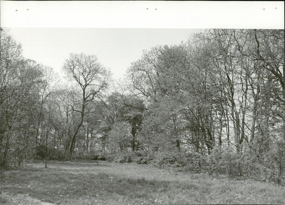 Ewidencja parkowa, skan nr 37