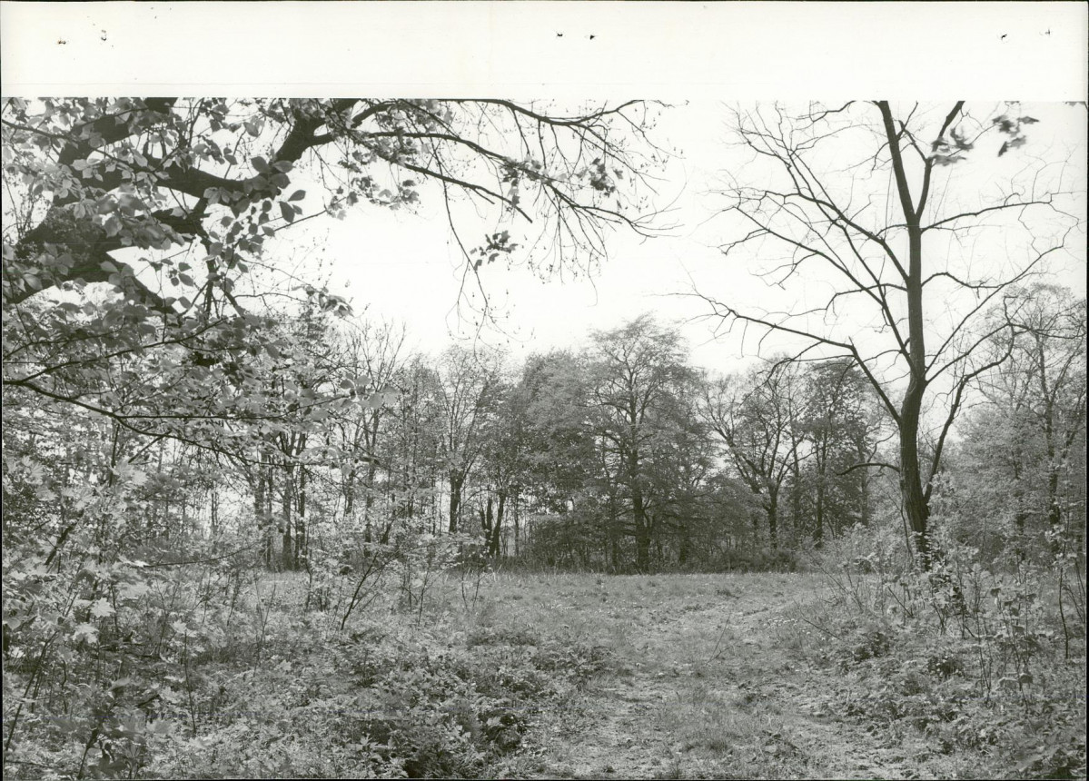 Ewidencja parkowa, skan nr 39