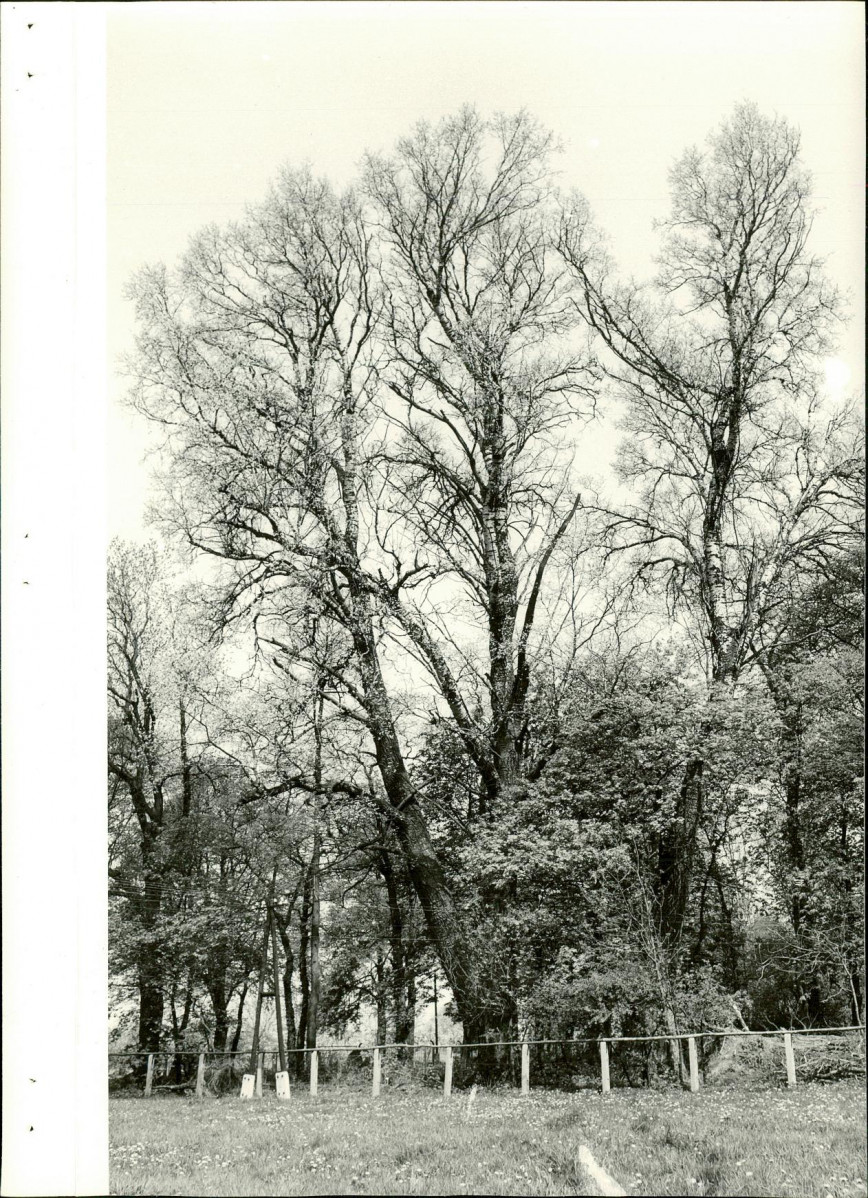 Ewidencja parkowa, skan nr 15